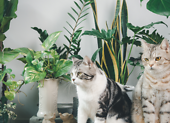 Zimmerpflanzen, die für Katzen und Hunde sicher sind