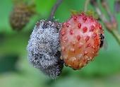 Wie bekämpft man Grauschimmel im Garten?