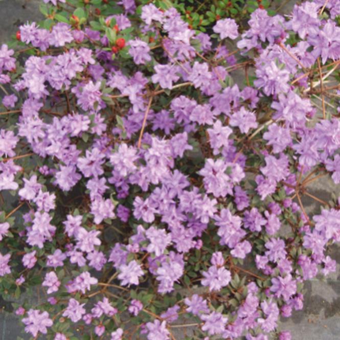 Rhododendron hybridum K4L 30-40cm