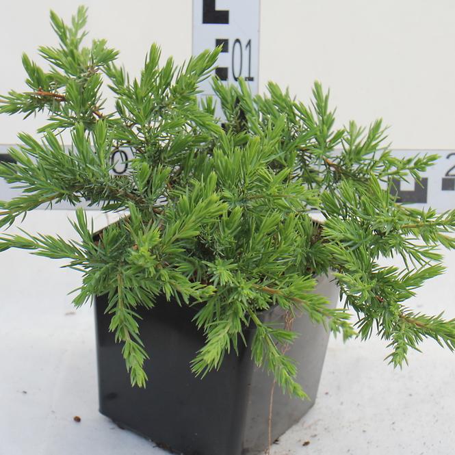 Juniperus Conferta Schlager