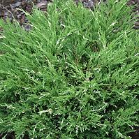 Juniperus Sabina Variegata