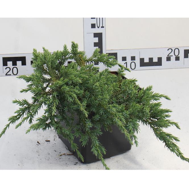Juniperus Squamata Blue Carpet