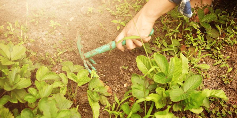 Ökologische Herbizide – Hausmittel gegen Unkraut