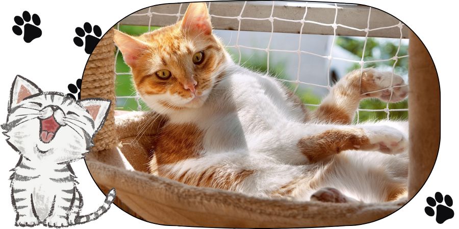 Was sollten Katzenbesitzer über Balkonpflanzen wissen?