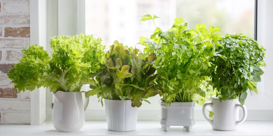 Ein Garten auf der Fensterbank – welche Topfpflanzen wählen?