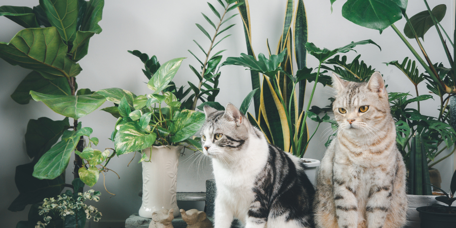 Zimmerpflanzen, die für Katzen und Hunde sicher sind 